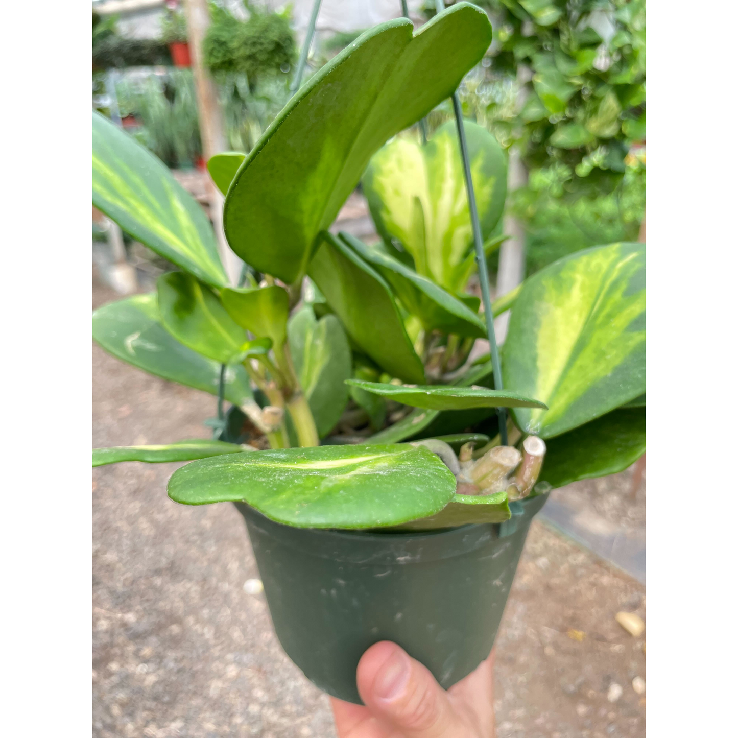 Hoya Heart 'Reverse Variegata'