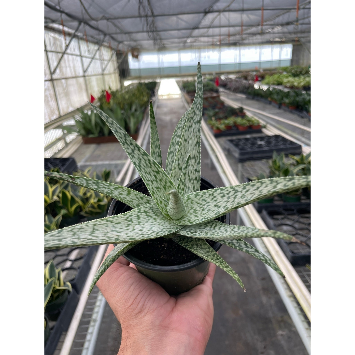 Aloe 'White Fox'