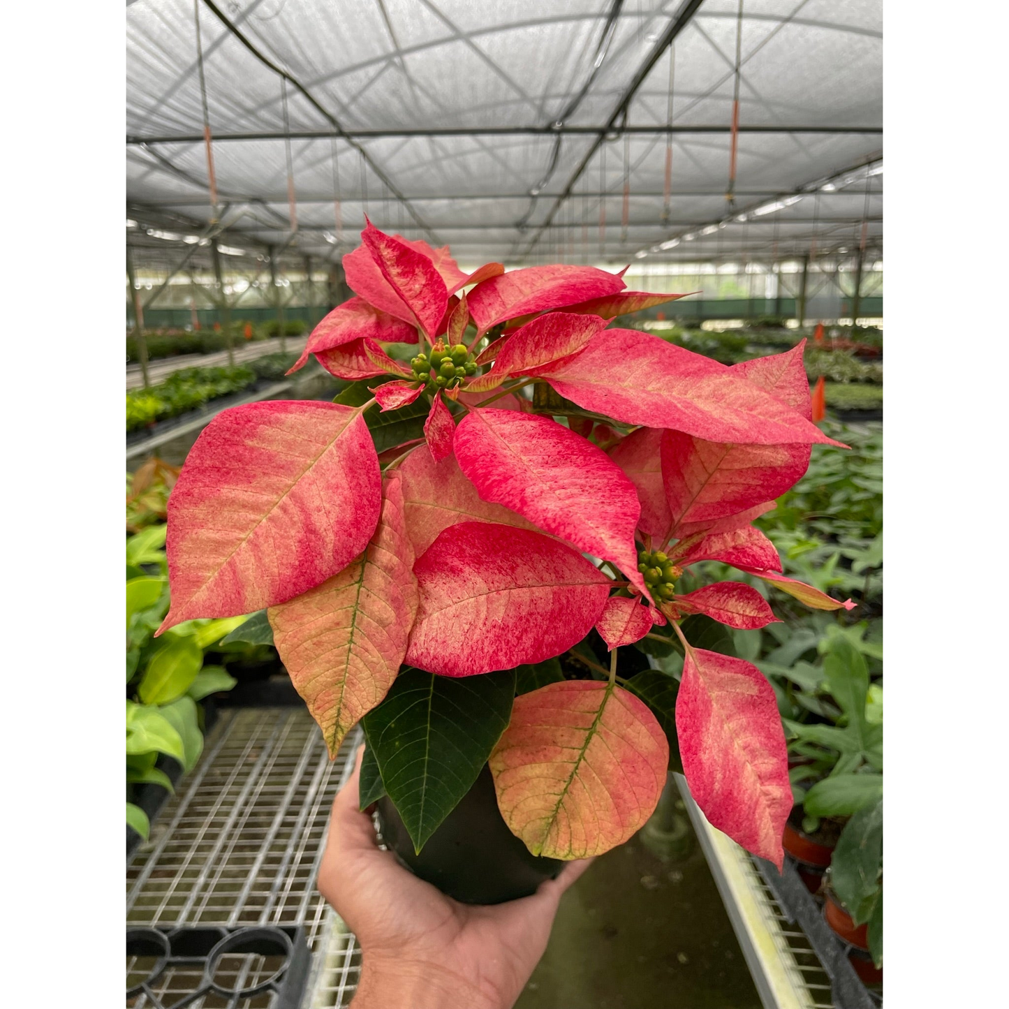 Poinsettia 'Ice Crystal'