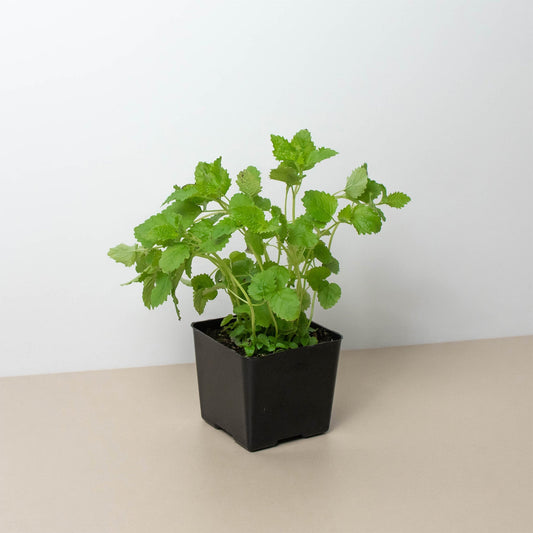 Citronella 'Lemon Balm' - 4" Pot