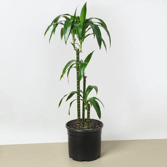 Dracaena 'Elegance' - 10" Pot