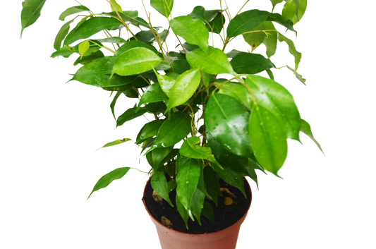 Ficus 'Benjamina'