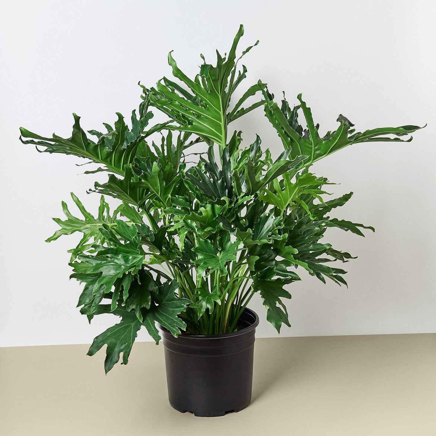 Philodendron 'Lickety Split' - 8" Pot