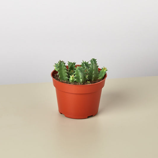 Lifesaver Cactus