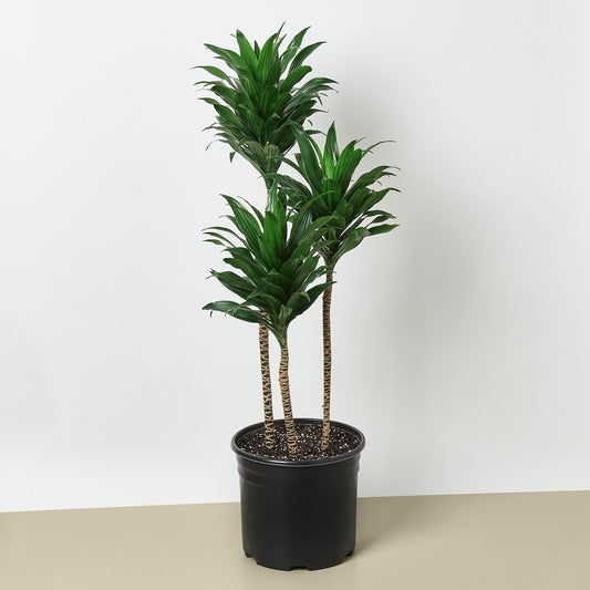 Dracaena 'Janet Craig Compacta' - 10" Pot