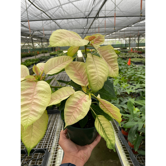 Poinsettia 'Marble'