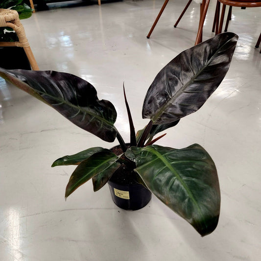 Philodendron imperial red Special 19cm