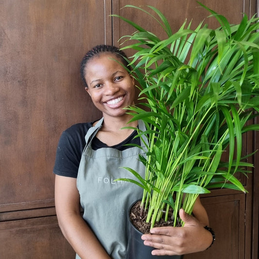 Areca Bamboo Palm 19cm