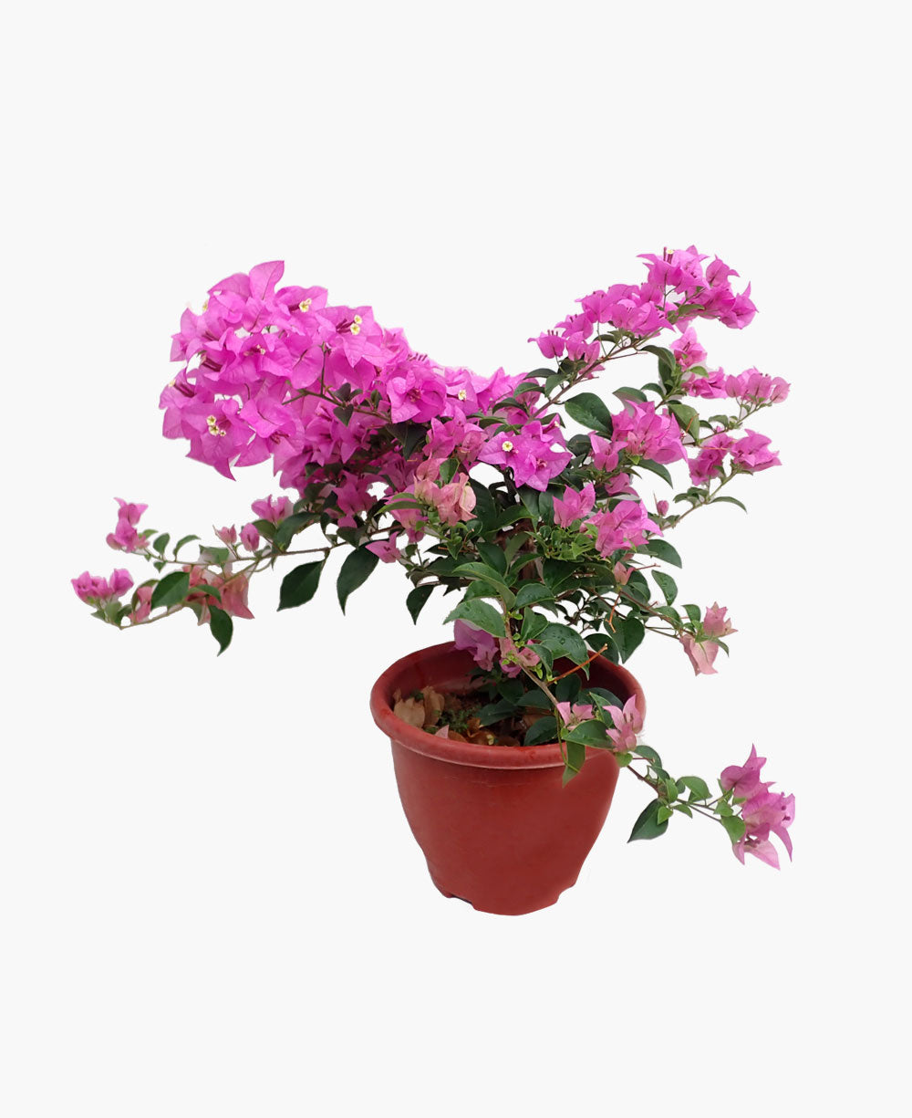 Bougainvillea