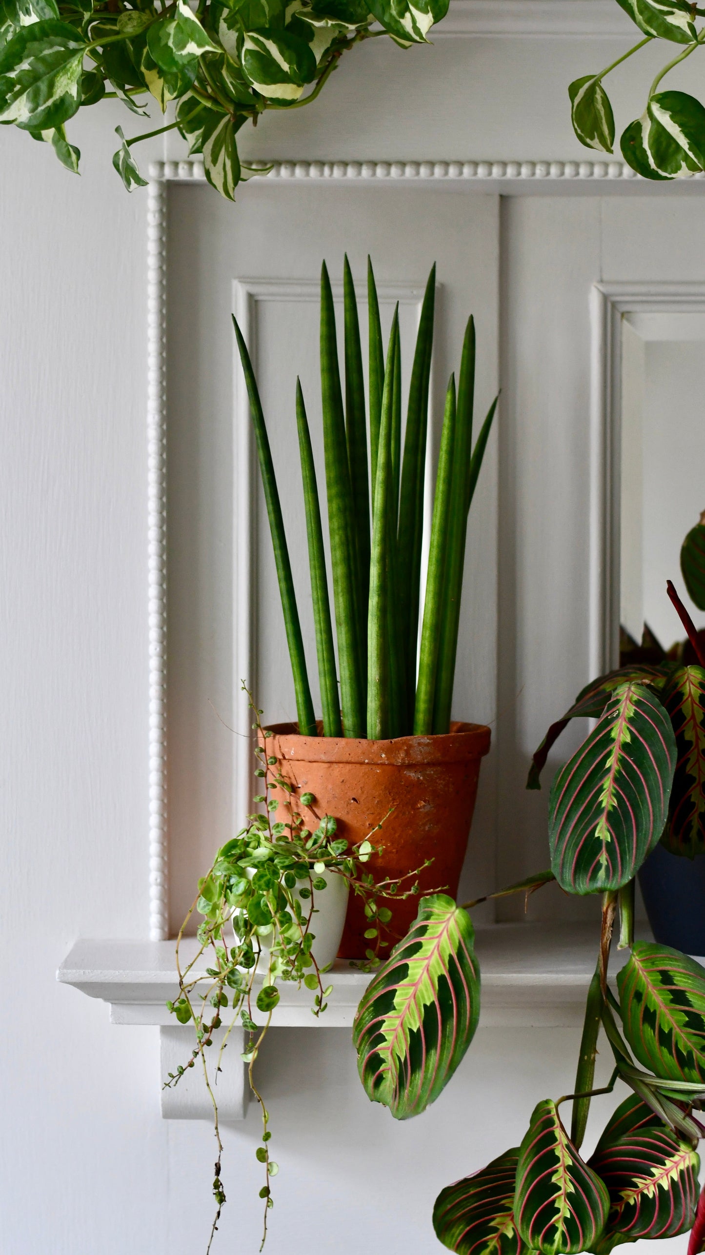 Sansevieria Cylindrica | Cylindrical Snake Plant | African Spear | Cylindrical Mother-in-laws-tongue