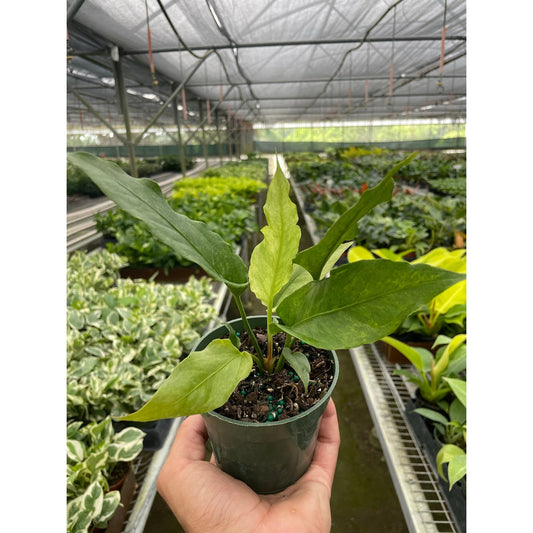 Anthurium Hookeri Variegated