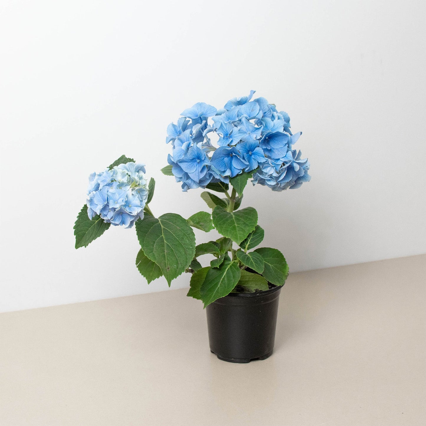 Blue Hydrangea