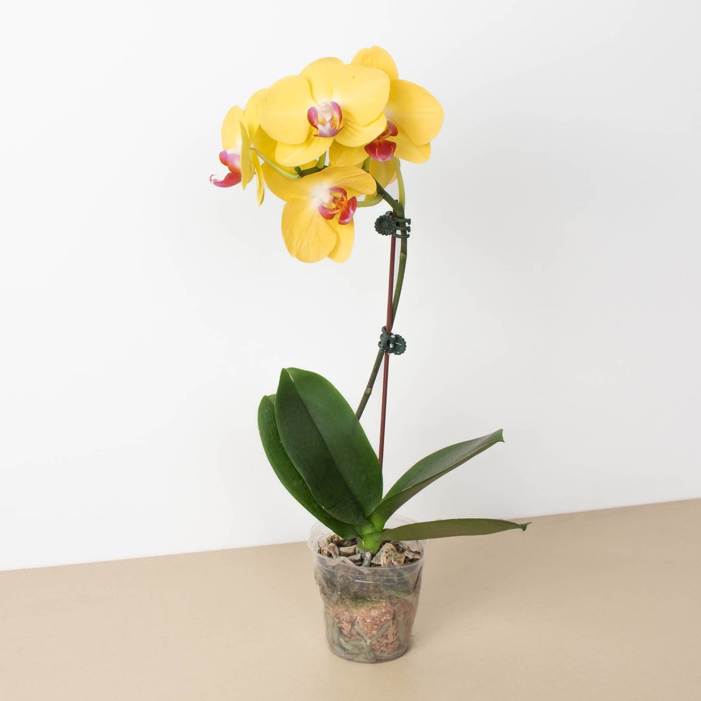 Orchid 'Yellow Phalaenopsis'