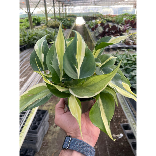 Philodendron 'Silver Stripe'