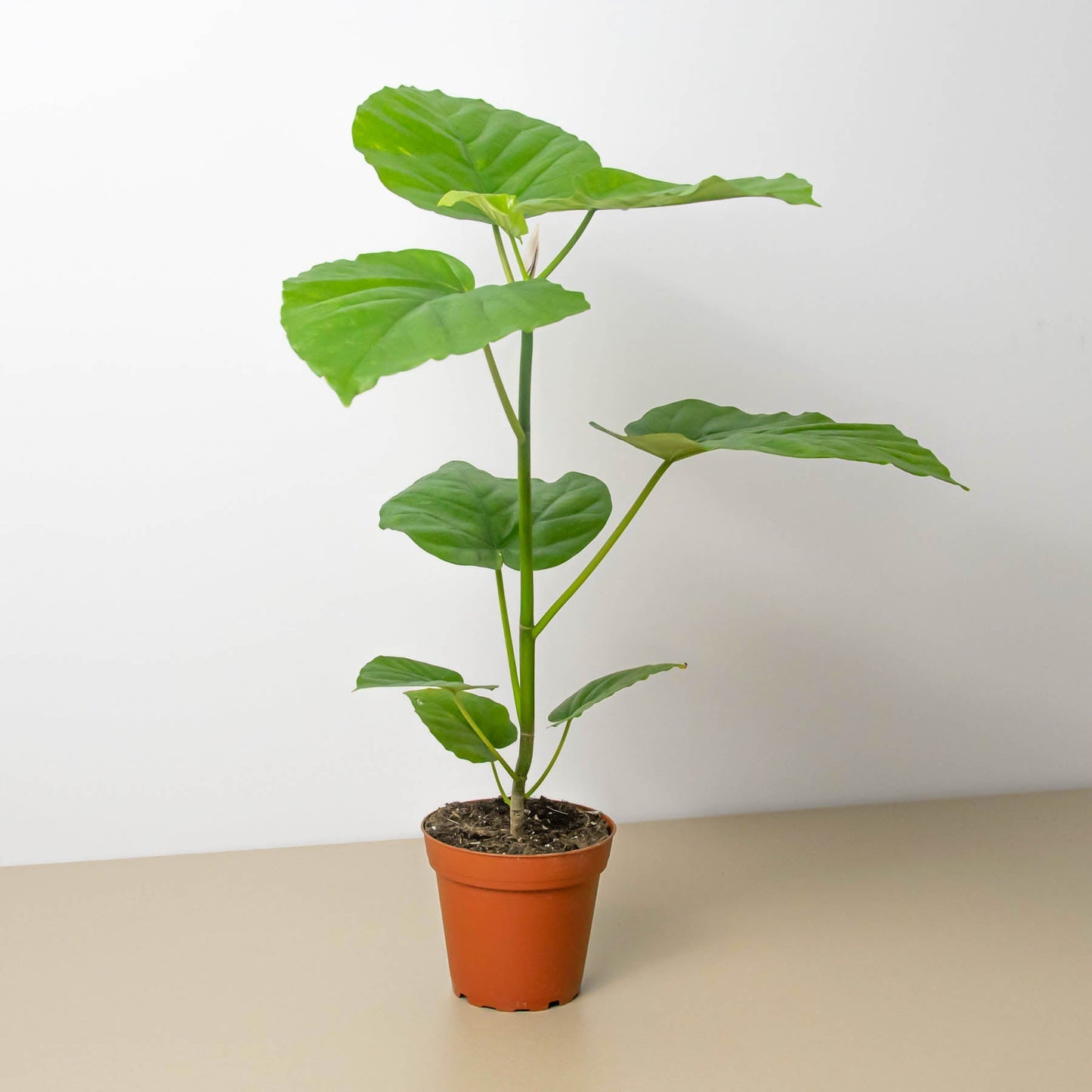 Ficus 'Umbellata'