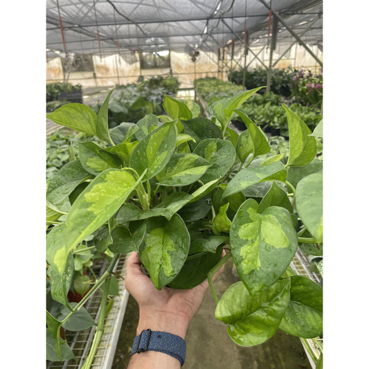 Pothos Global Green