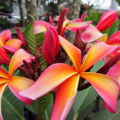 San Miguel Plumeria