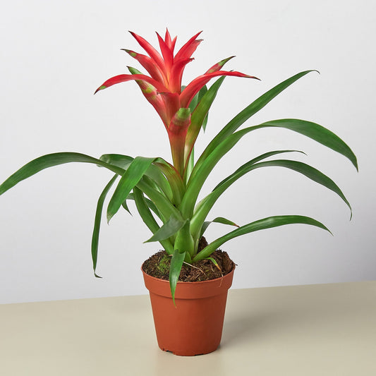 Bromeliad Guzmania 'Pink' - 4" Pot