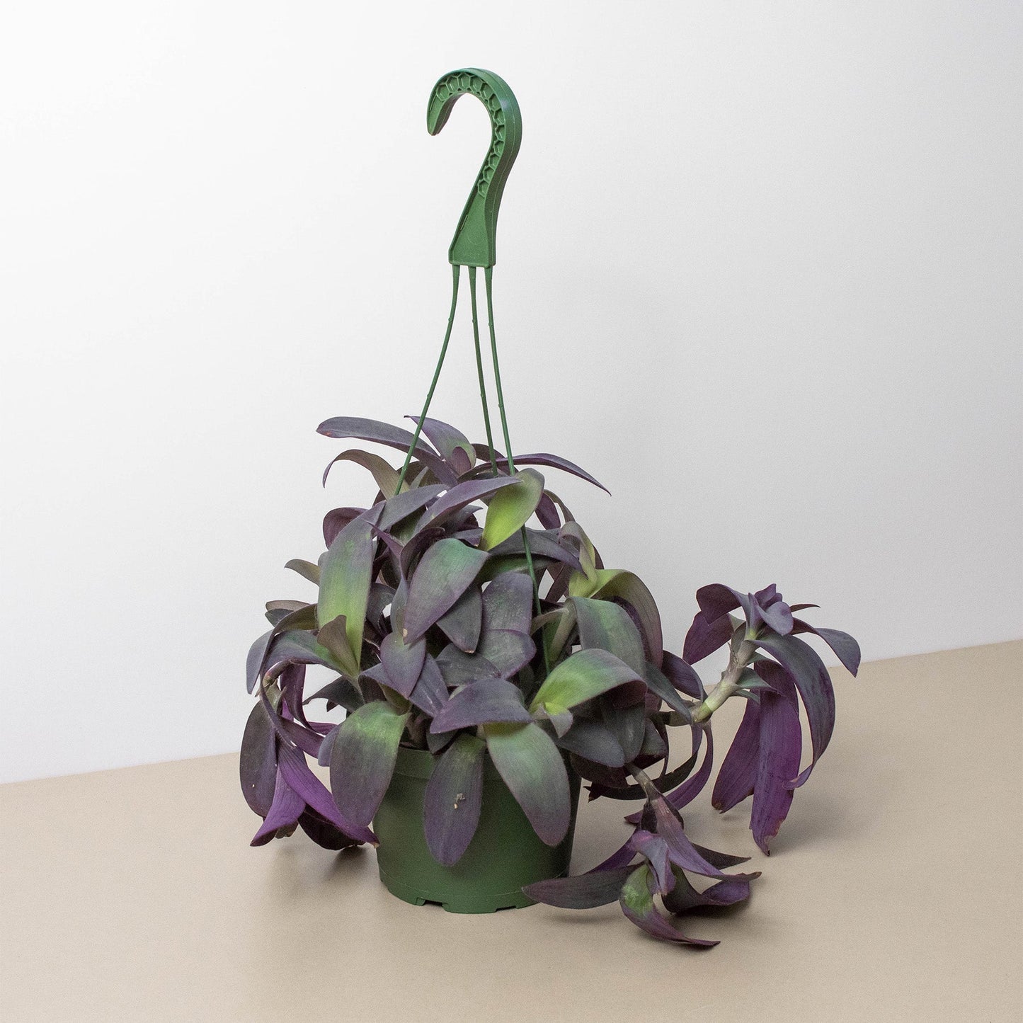 Tradescantia Purple Heart - 6" Pot