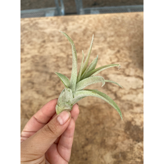 Tillandsia Air Plant Capitata Peach