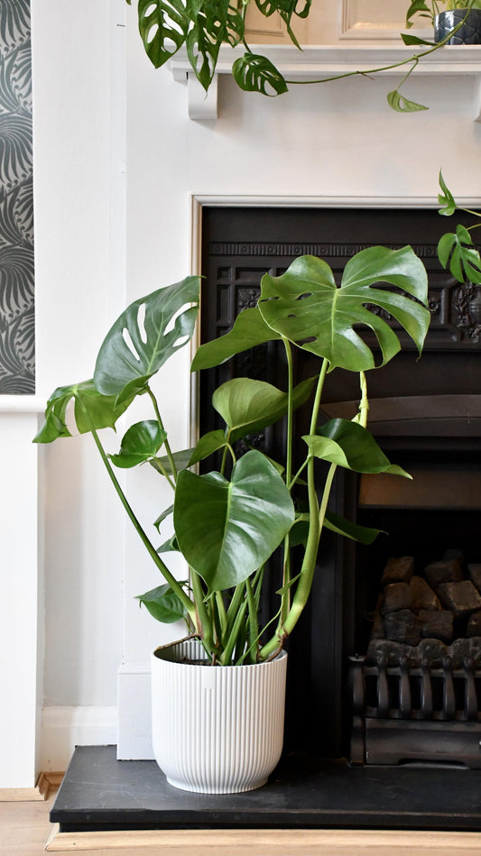 Monstera Deliciosa - Swiss Cheese Plant