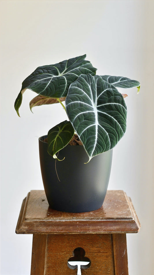 Alocasia Black Velvet (Alocasia Reginula)