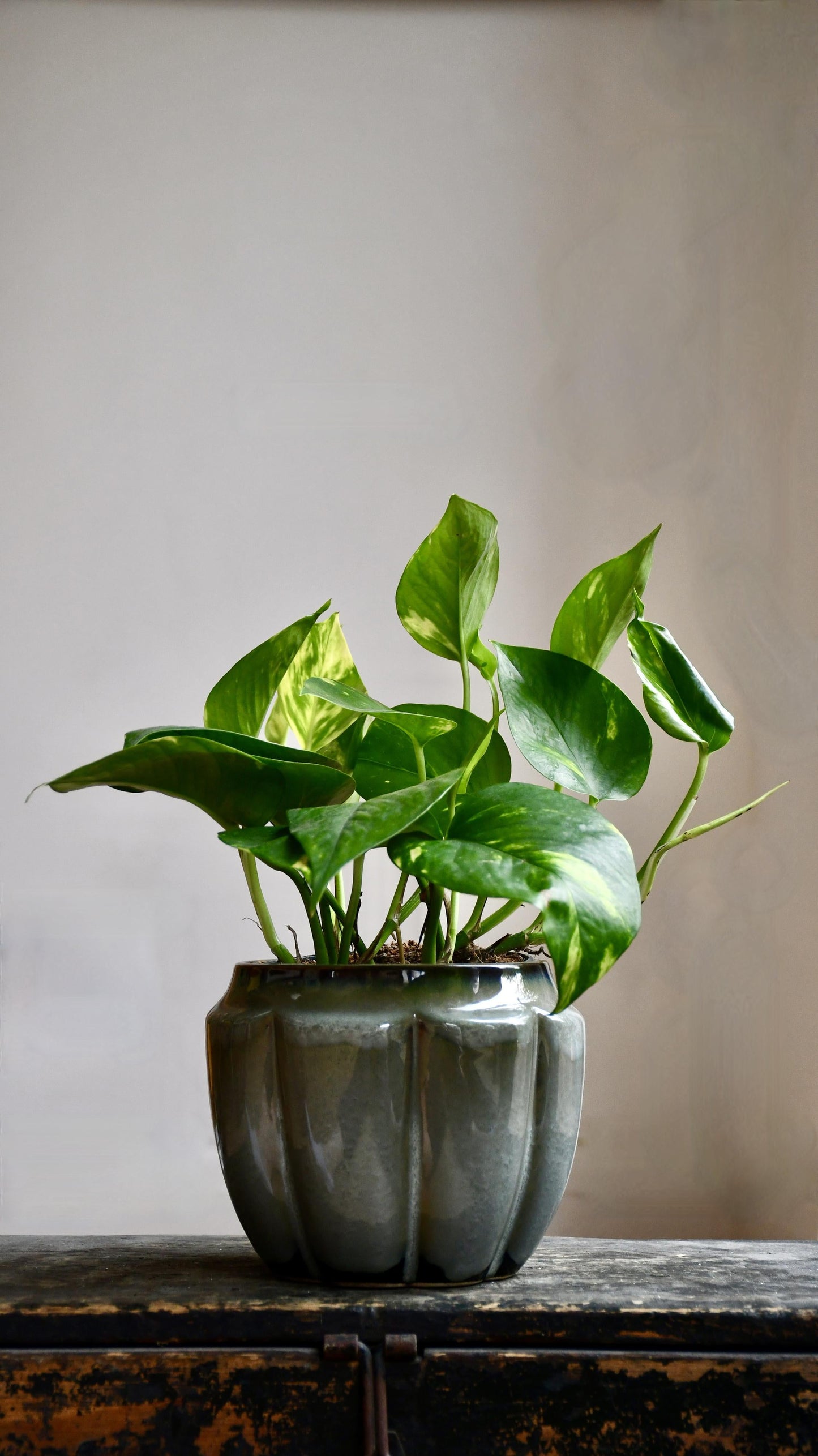 Epipremnum Aureum (Devils Ivy, Golden Pothos)