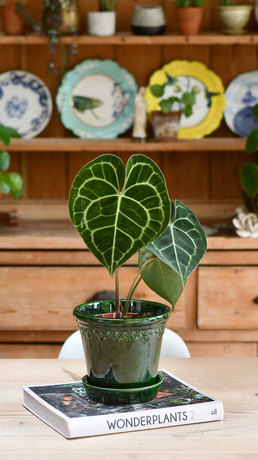 Anthurium Clarinervium (Giant Laceleaf Plant)