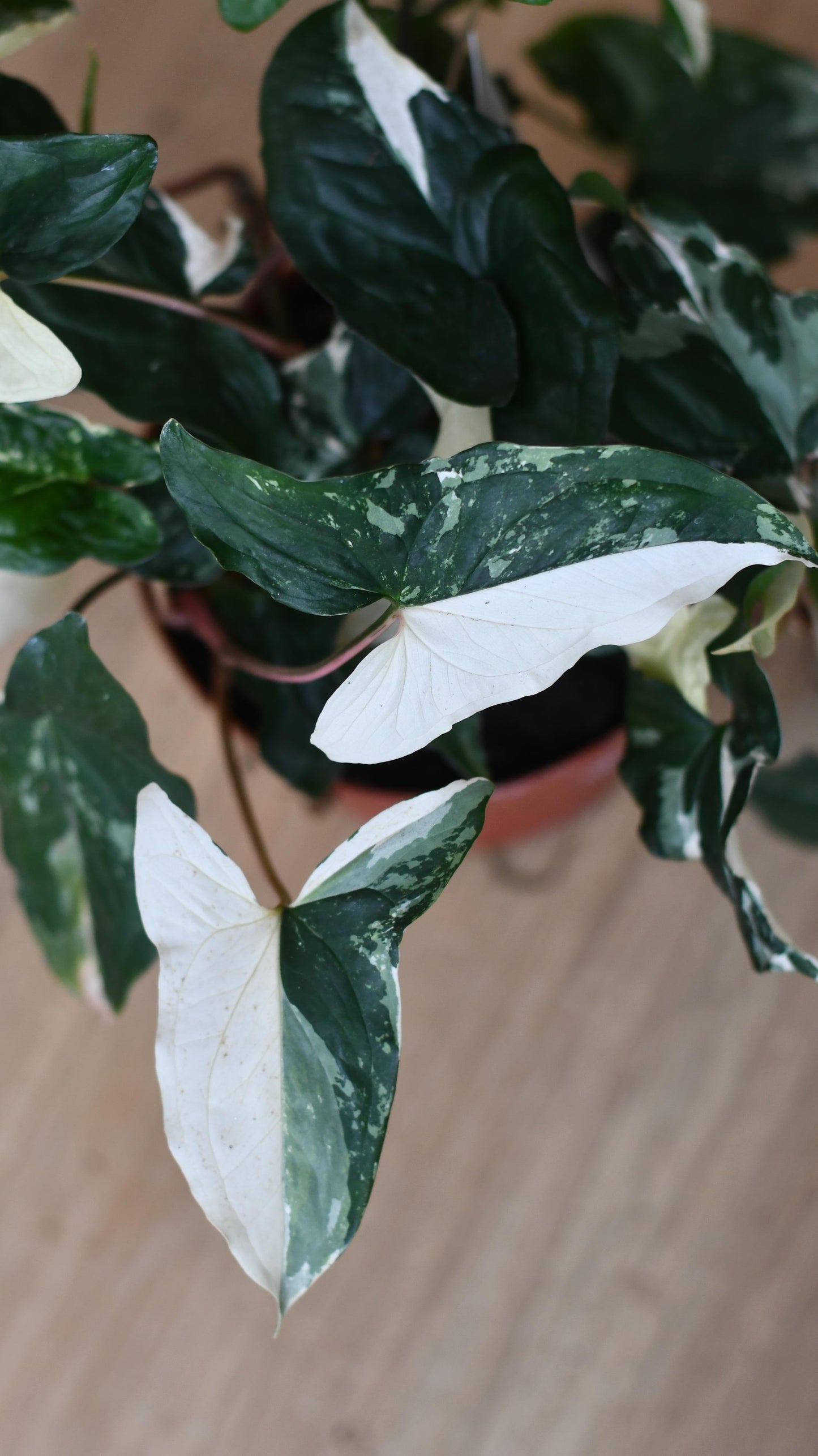 Variegated Albo Syngonium Podophyllum