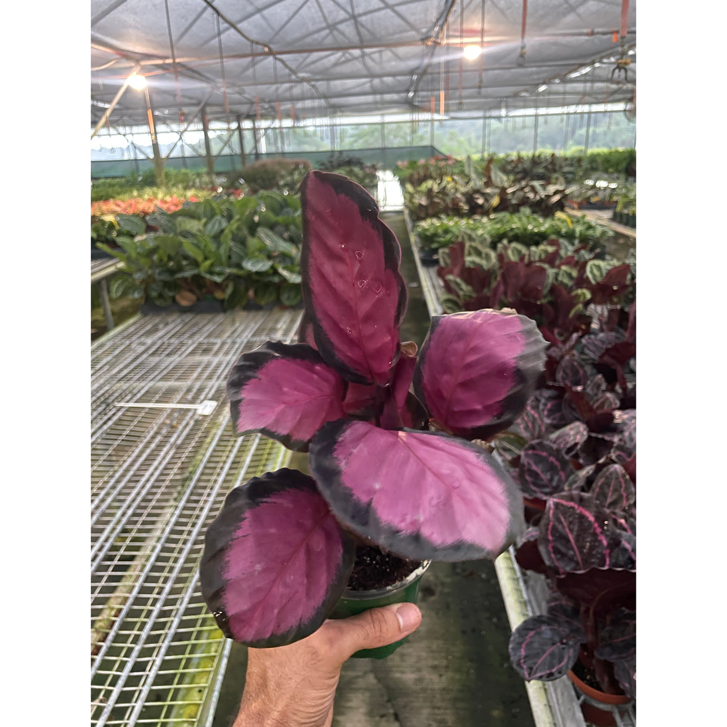 Calathea 'Purple Rose'