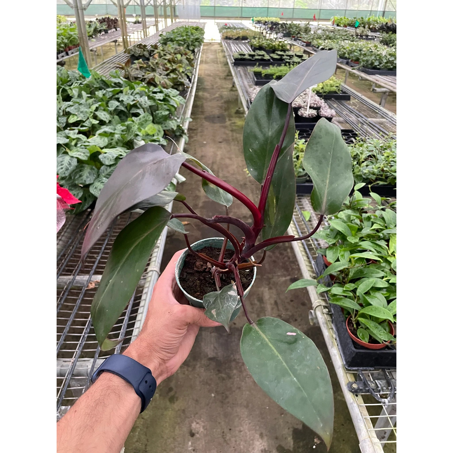 Philodendron 'Burgundy Princess' (Reverted Pink Princess) - B-Grade