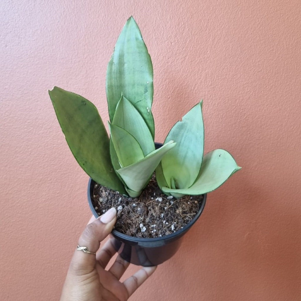 Sansevieria Moonshine 14cm