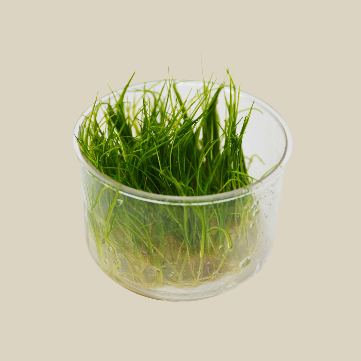 Aquatic 'Eleocharis Dwarf Hair Grass Mini' Tissue Culture Cup