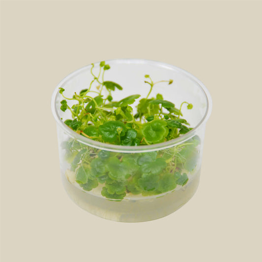 Aquatic 'Hydrocotyle Tripartita' Tissue Culture Cup