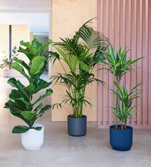 Large Plant Bundle