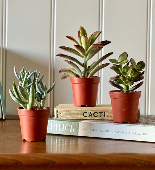 Tiny Trio of Succulents