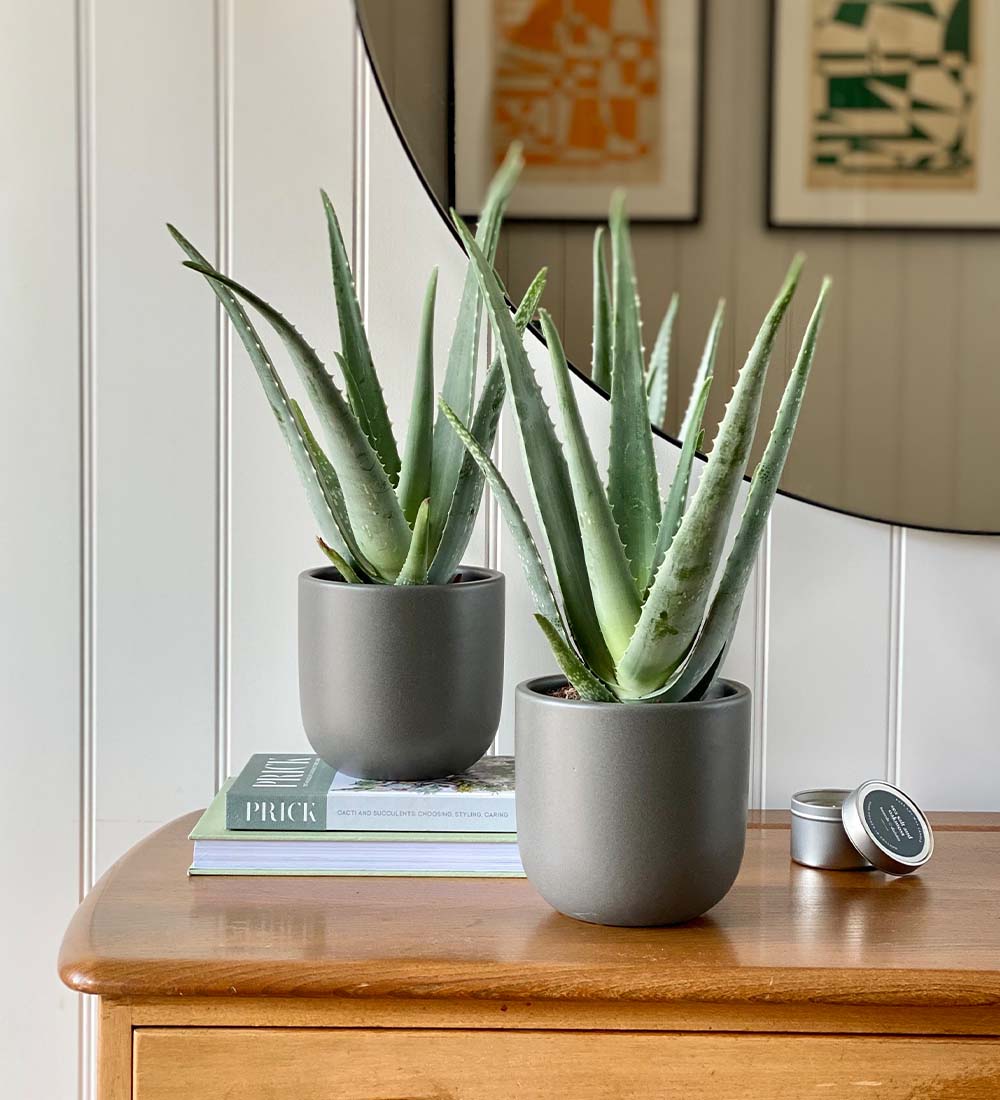 Aloe Vera Pair