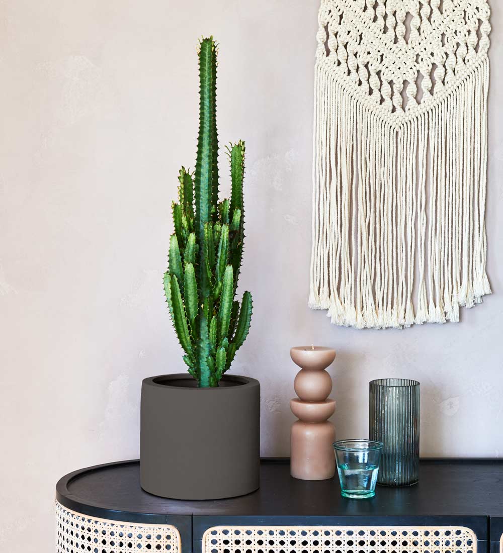 Euphorbia Trigona & Pot