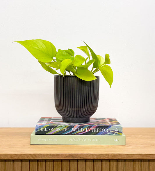 Neon Pothos & Pot