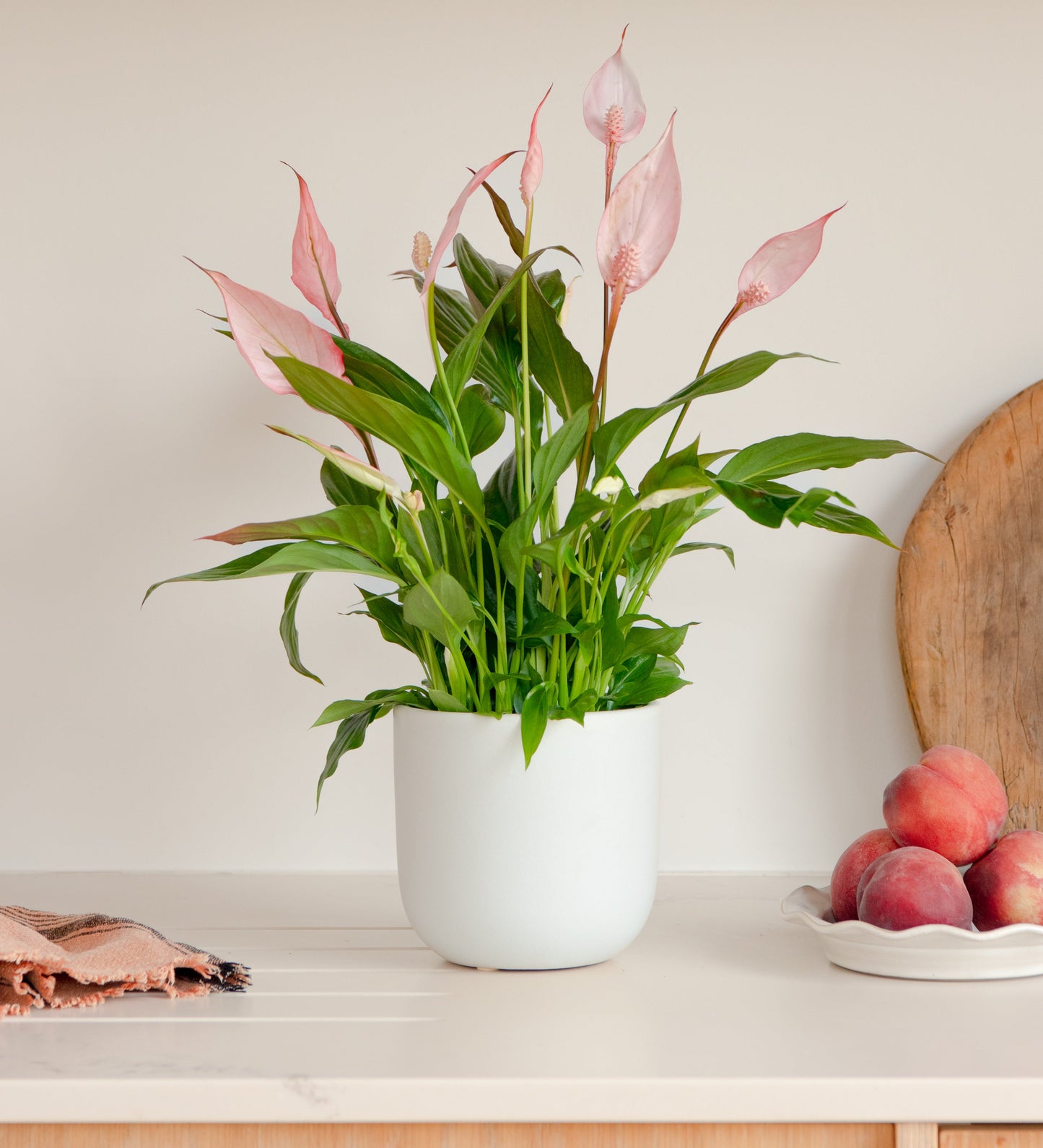 Pink Peace Lily & Pot