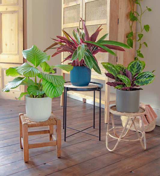 Calathea Plant Bundle