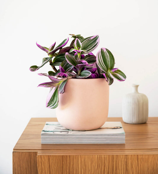 Tradescantia Nanouk & Pot