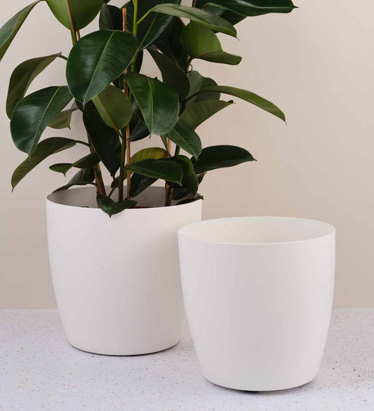 White Elho Planter on Wheels