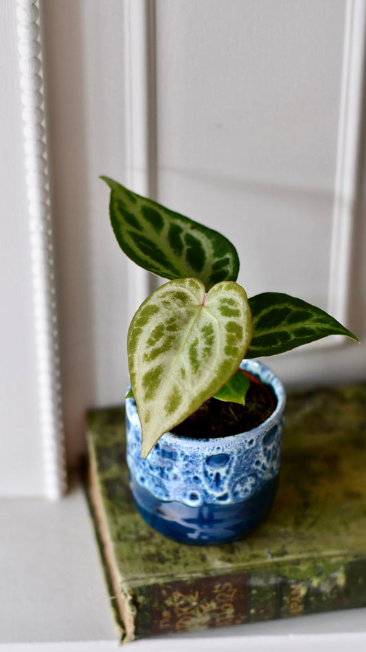 Baby Anthurium Silver Blush | Rare Plant | Happy Houseplants