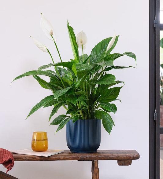 Peace Lily & Pot