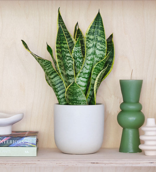 Snake Plant & Pot