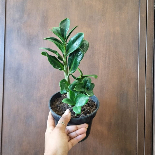 Zamioculcas zamiifolia Zenzi 14cm