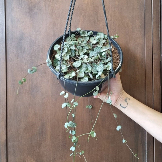 Ceropegia Silver String of Hearts Hanging Basket 21cm