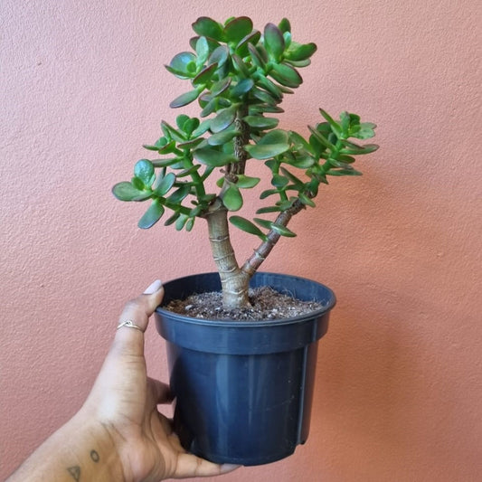 Crassula ovata minima 14cm