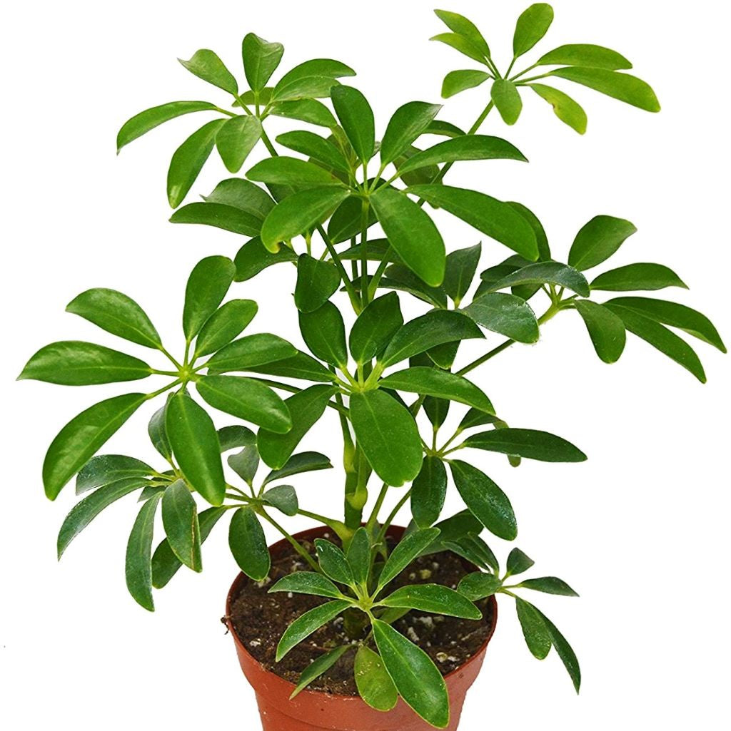 Schefflera arboricola Dwarf Umbrella Plant